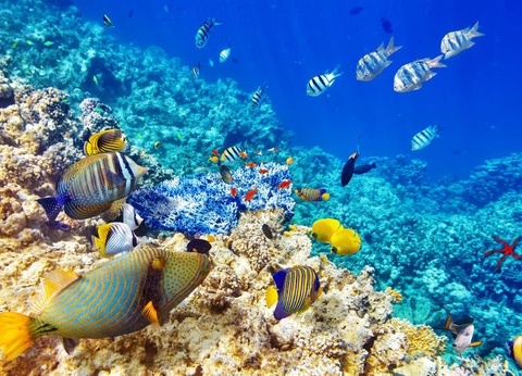 Hôtel Pickalbatros Palace Resort 5* - 12