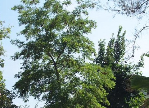 Camping Sites et Paysages - Les Pinèdes, 4* - 41