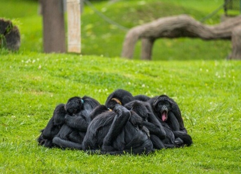 Circuit Xplore Pérou et Extension Amazonie - 15