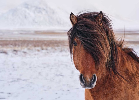 Circuit en étoile : Islande givrée - 7