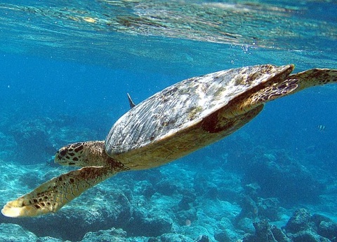 Hôtel The Barefoot Eco Hotel 4* - 12