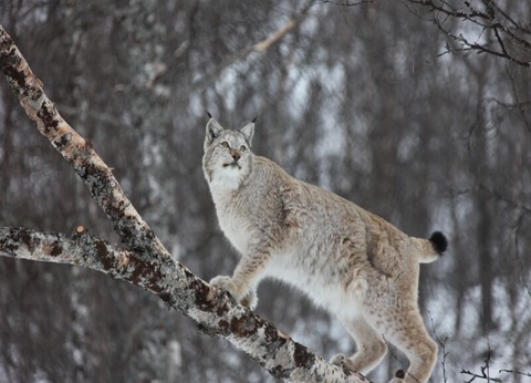 Circuit Magie Arctique - De Tromso A Tromso - 3