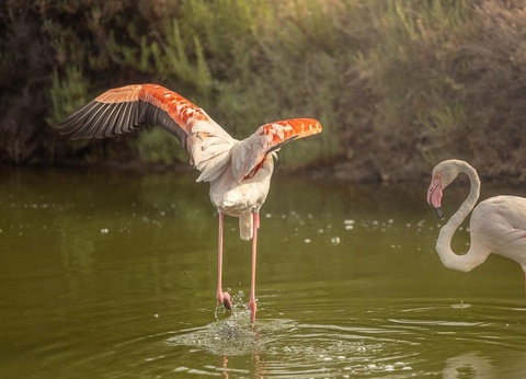 Camping La Marine, 4* - 58