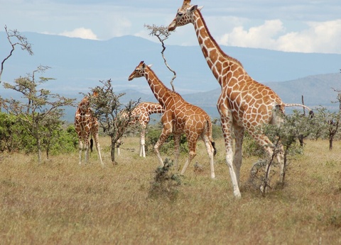 Safari Féeries d'Afrique - 10