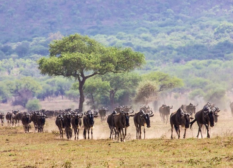 Safari Privatif - Aventure Tanzanienne - 2