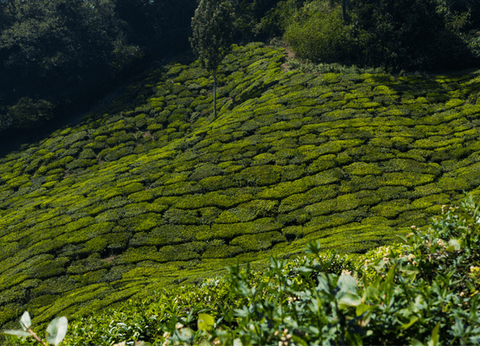 Circuit Merveilles du Kerala en Privatif - 30