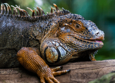 Circuit Baianas et Cariocas, Trésors du Brésil et Plaines du Pantanal - 20