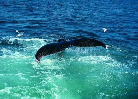 Road Trip Sur les rives du Saint Laurent - 5