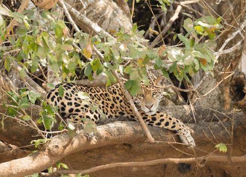 Circuit Baianas et Cariocas, Trésors du Brésil et Plaines du Pantanal - 28