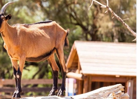 Camping Méditerranée Plage, 4* - 32