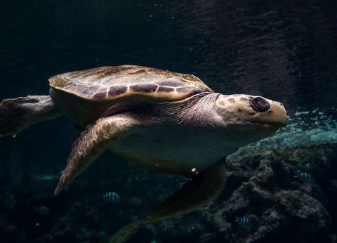 Vacances à Brest avec entrées à l'Océanopolis - 3* - 9