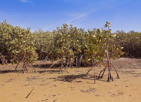 Circuit Les Oasis du Sénégal - 6