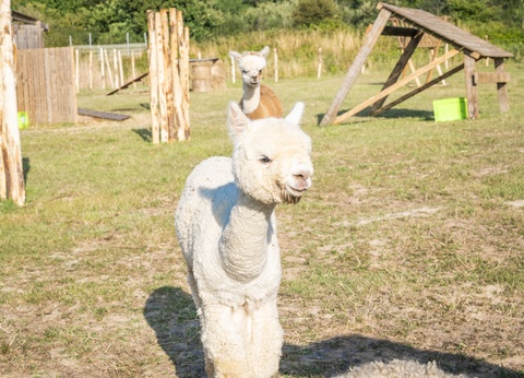 Camping Les Pirons 5* - 58