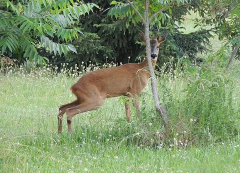 Les Chalets d'Auvergne, 4* - 31