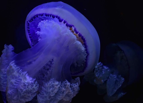 Séjour familial avec entrée à l'Aquarium Nausicaa - 3* - 25