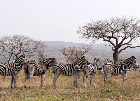 Circuit Sur la piste des Zoulous et extension Victoria Falls - 15
