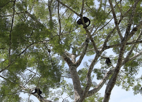 Circuit Les visages du Yucatán - 11