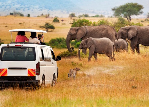 Circuit Safari au coeur des grands parcs du Kenya - 10