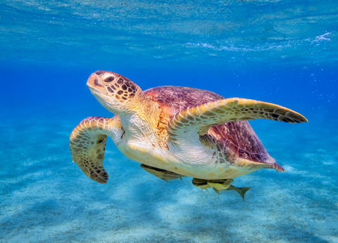 Croisière Des Mystères du Nil en Dahabeya à la Mer Rouge 5* - 56