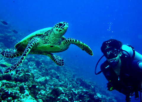 Hôtel The Barefoot Eco Hotel Maldives 4* - 18