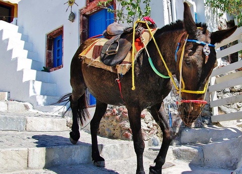 Circuit Crète & Santorin - arrivée le lundi - 10