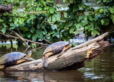 Circuit Costa Rica Nature + Extension à Tamarindo - 8