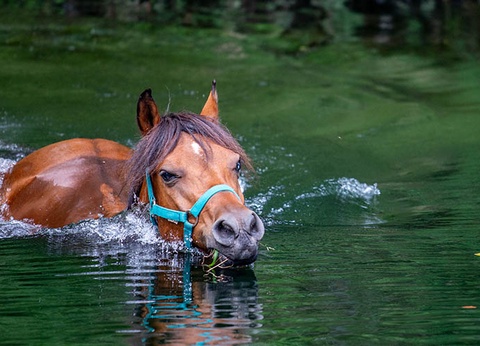 Séjour équestre Invitation à la Rando (4 jours à cheval) - 14