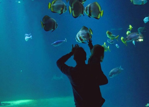 Séjour familial avec entrée à l'Aquarium Nausicaa - 3* - 26