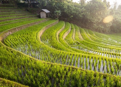 Combiné circuit et extension Prime Plaza Sanur 4* - 17