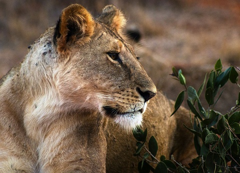 Combiné Ôclub Select Diamonds Malindi 5* et Safari - 12