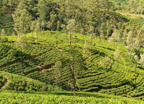 Circuit Evasion au Sri Lanka - 25