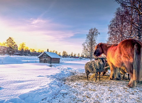 Circuit La Laponie : l'hiver lui va comme un gant! - 6