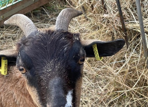 Camping Ushuaïa Villages La Conge, 3* - 42