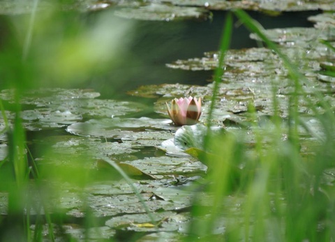 Camping Moulin de David 4* - 91