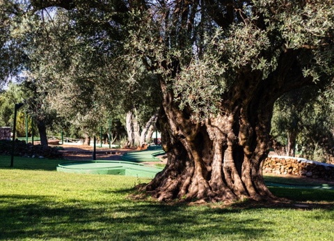 Hôtel CDSHotels Terrasini 4* - 13