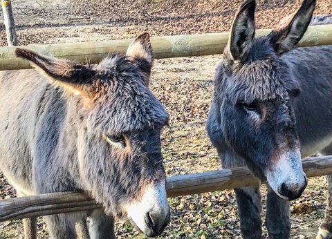Flower Camping La Rivière, 3* - 24