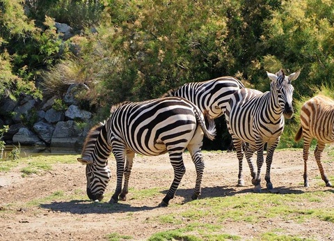 Camping La Grange Neuve, 3* - 24