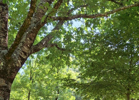 Camping la Vallée de Poupet, 3* - 22