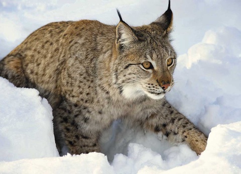 Circuit Aurores boréales, troll et fjord - 9