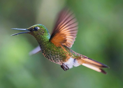 Circuit De la cordillère aux Galápagos : un voyage au coeur de la nature - 3