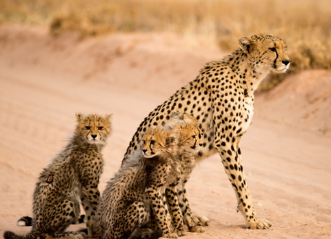 Circuit Du Parc Kruger au Cap de Bonne Espérance - 10