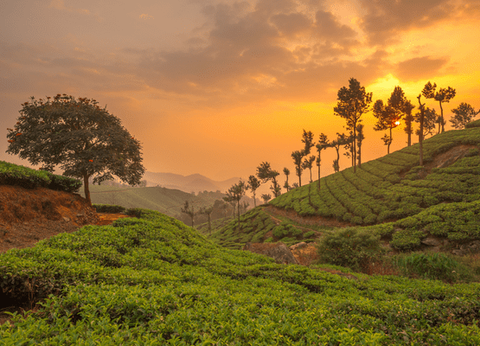 Circuit Des Couleurs de l'Inde du Sud aux légendes de Karnataka - 2