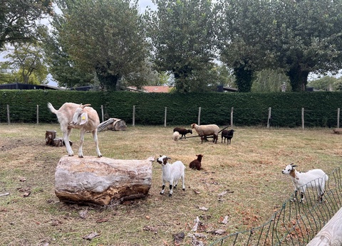 Camping La Davière Plage 4* - 18