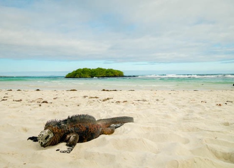 Circuit L'Équateur entre nature et authenticité + extension Galapagos (maximum 16 participants) - 22