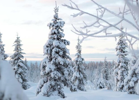 La Magie de Noël au Coeur de la Laponie Suédoise - 4