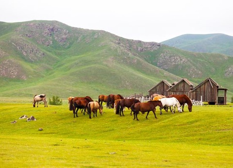 Circuit Immersion en Mongolie - Festival du Naadam - 12J/09N - 6