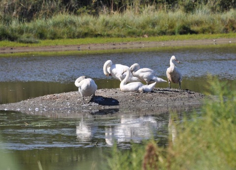 Camping Les Mouettes, 3* - 20