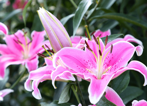 Circuit Charmes de Thaïlande et plage à Koh Samui 4* - 19