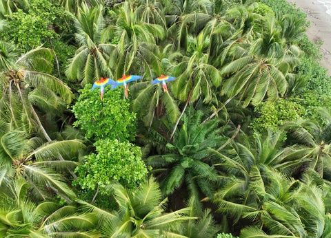 Circuit Trésors du Costa Rica - Tortuguero et séjour balnéaire - 17J/15N - 2