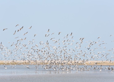 Circuit Les Oasis du Sénégal + extension 2N Framissima Palm Beach **** - 15